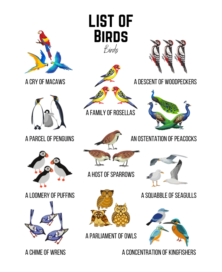 List of Birds