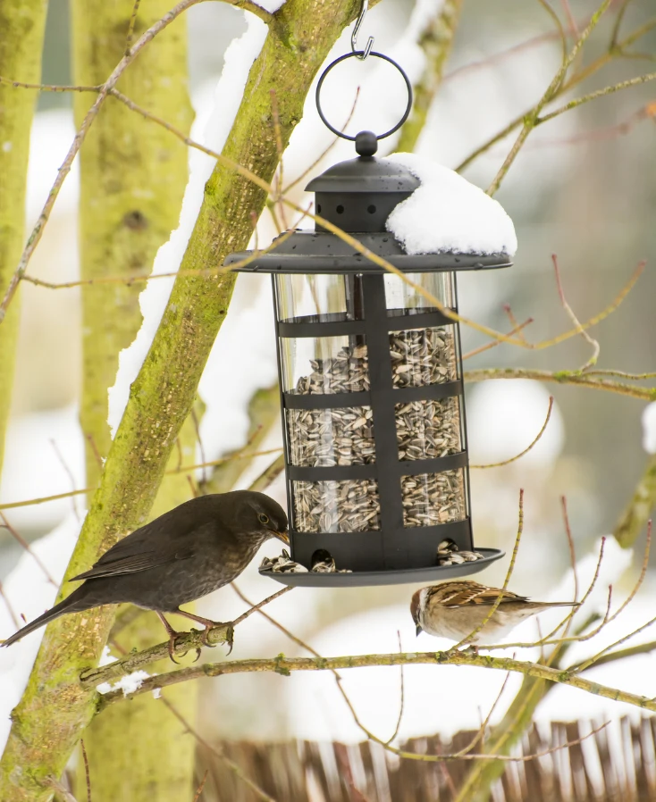 bird feeders