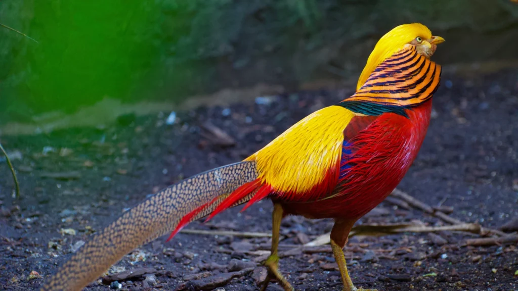 Golden Pheasant