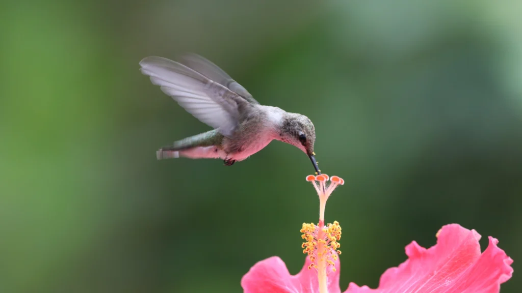 Hummingbird