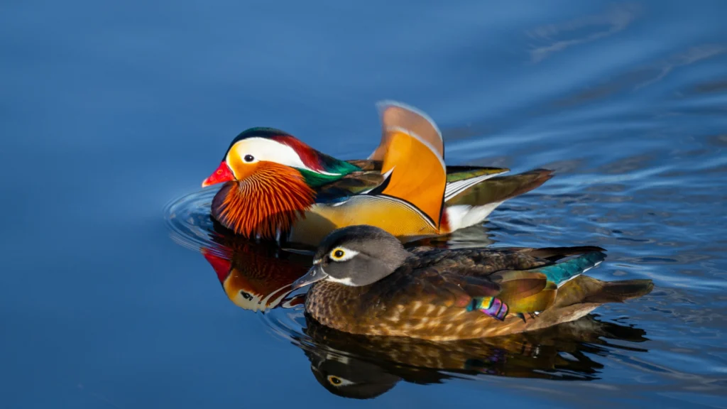 Mandarin Duck Birds - Explore Jungle Birds