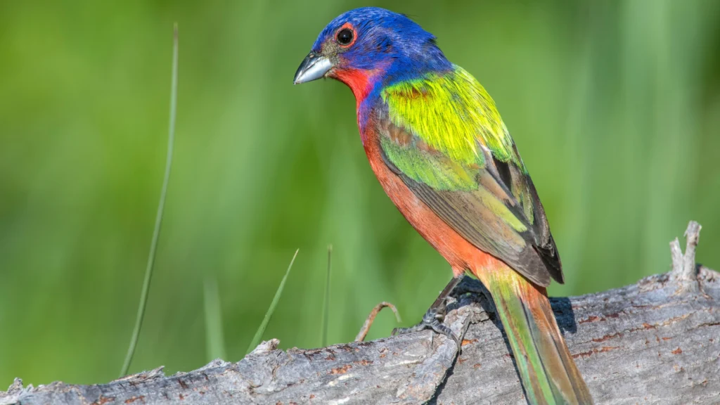 Painted Bunting