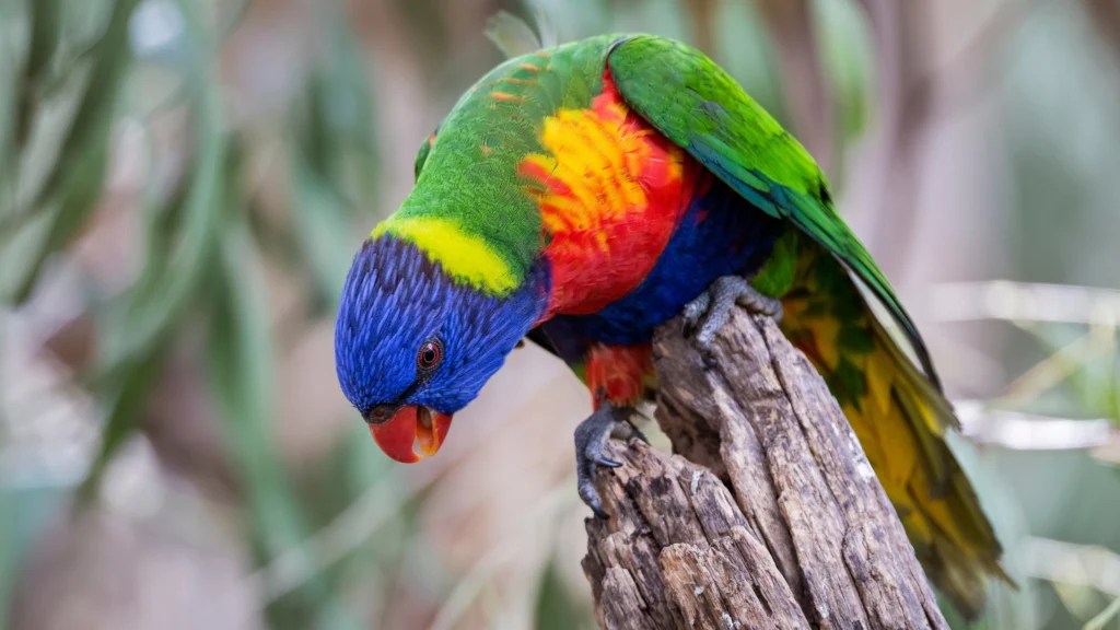 Rainbow Lorikeet