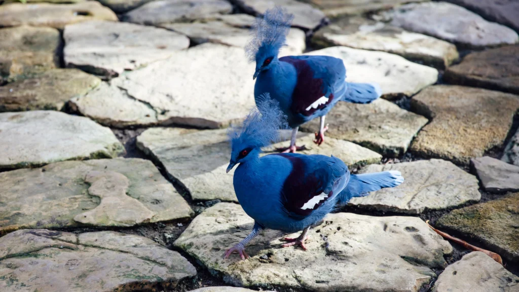 Victoria Crowned Pigeon