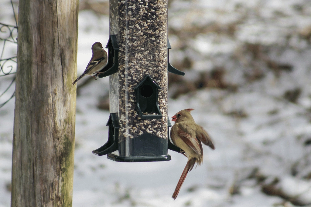 Supplies for watching birds