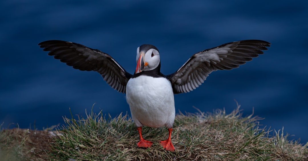 A puffin with its wings outstretched stands on a grassy ledge