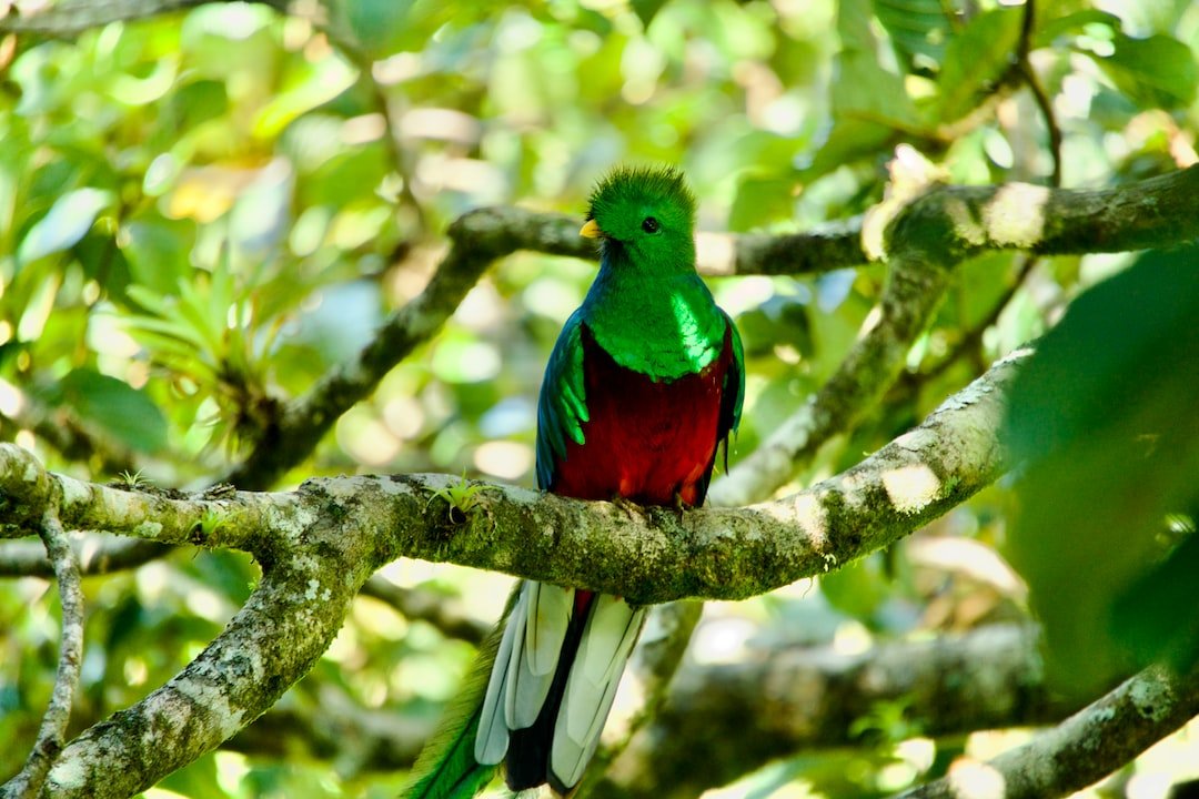 Resplendent Quetzal in Bird Costa Rica