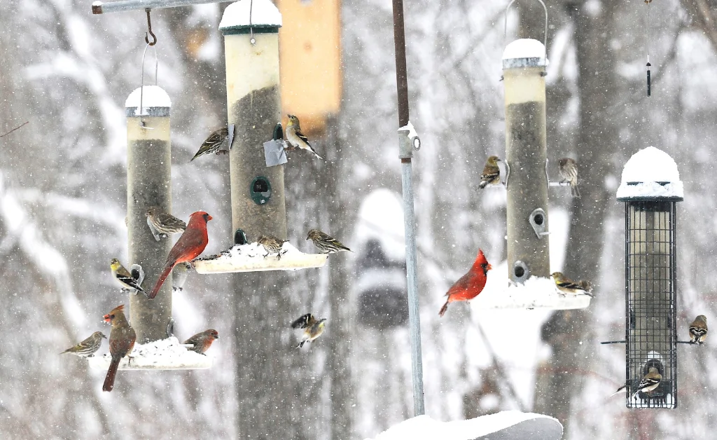 Bird feeder pole