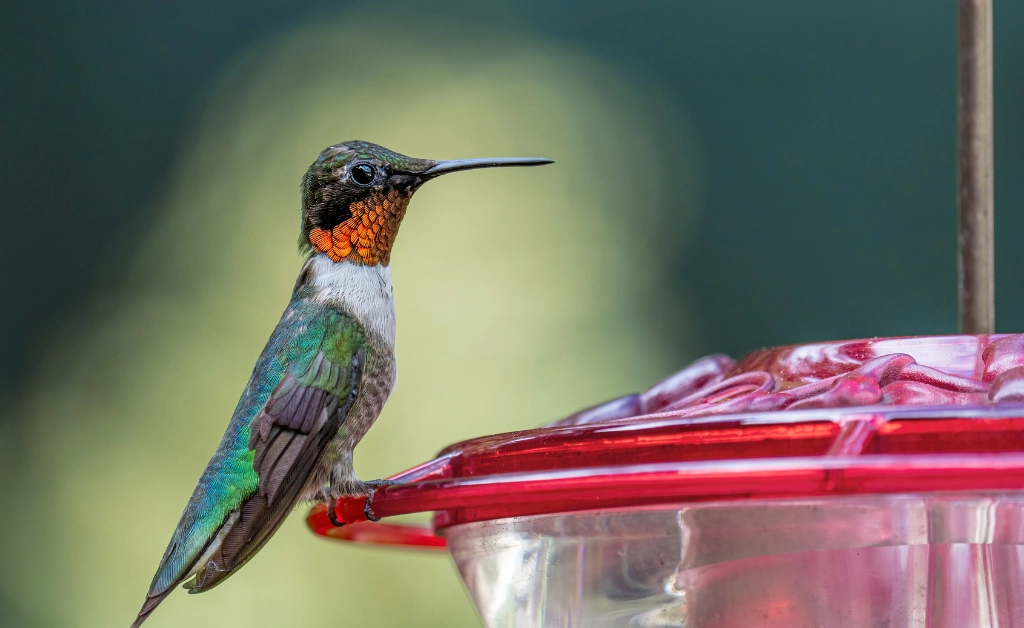 Hummingbird feeder