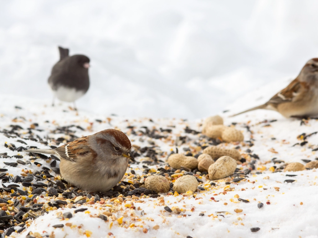 Wild Birds Seed