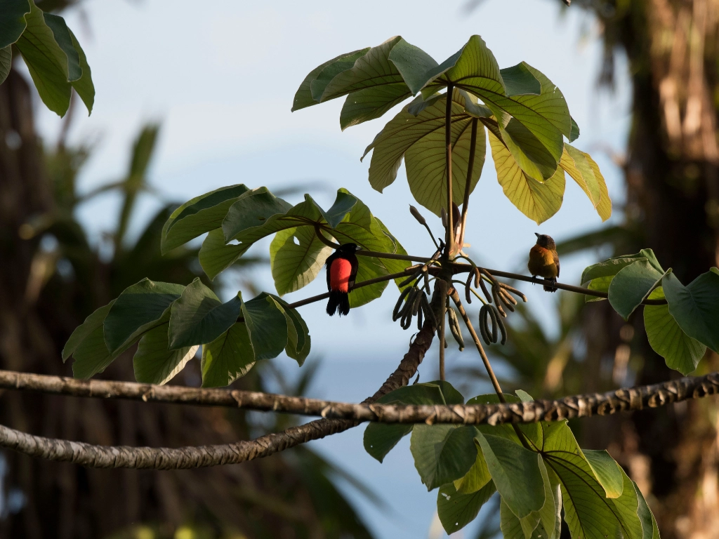 Exploring the World of Wild Birds: A Sanctuary in Your Own Backyard