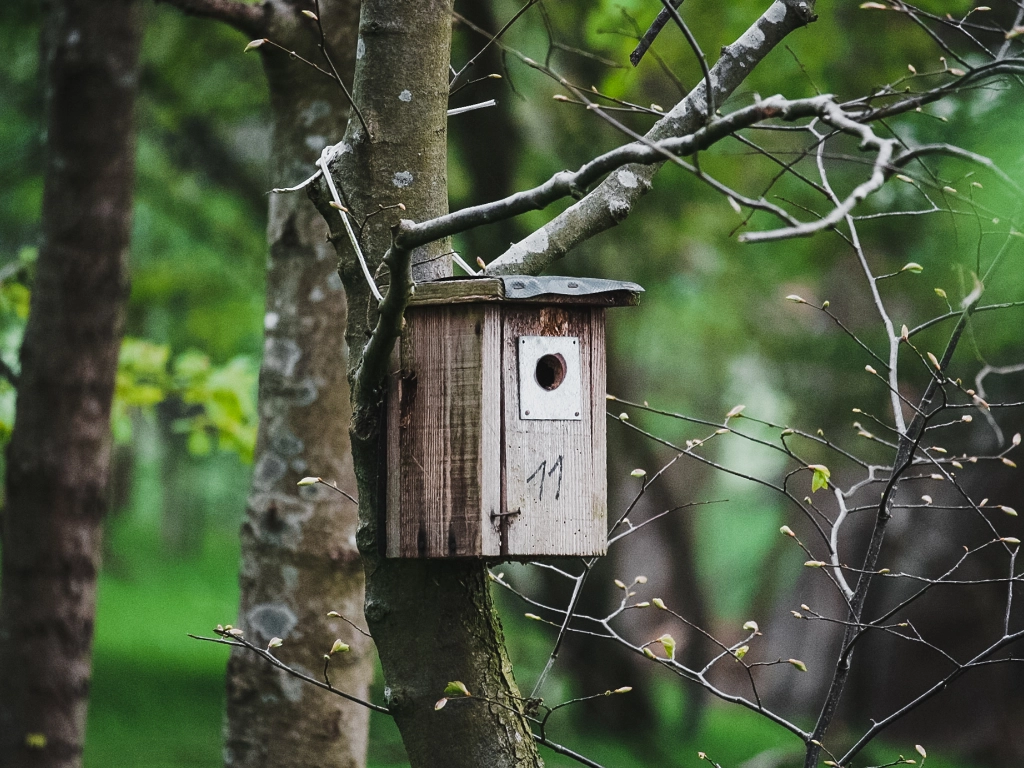 Wild bird houses