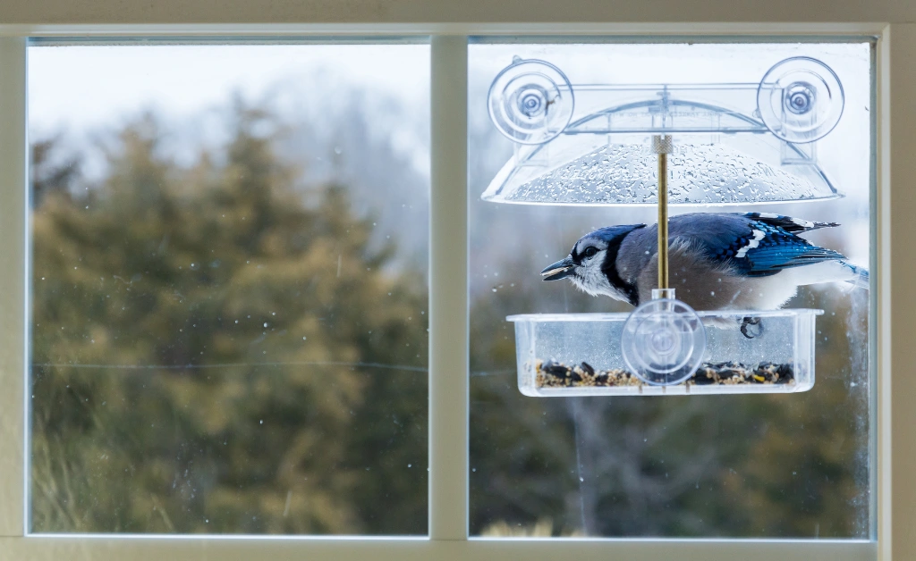 Window bird feeder