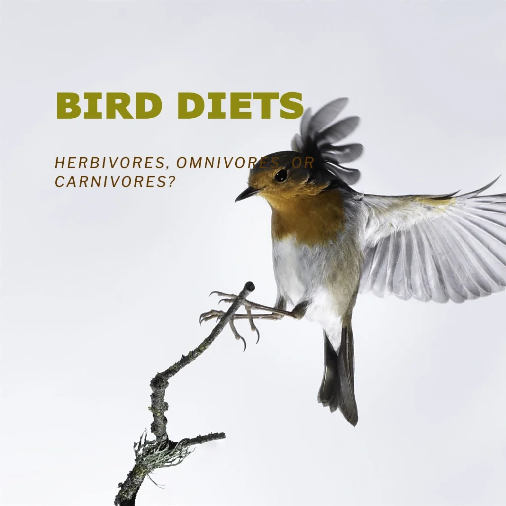 Are Birds Herbivores, Omnivores, or Carnivores