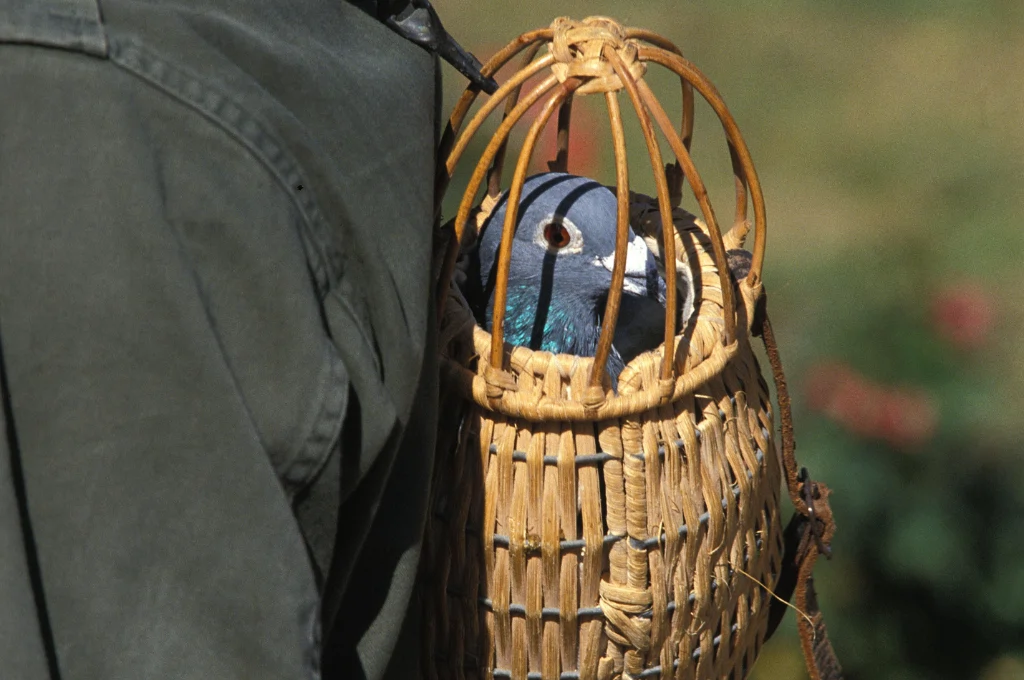 Explore the Best Bird Carriers, Backpacks, and Travel Cages