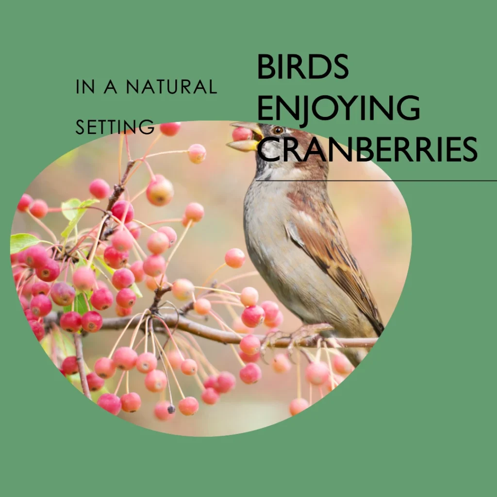 Birds Enjoying Cranberries