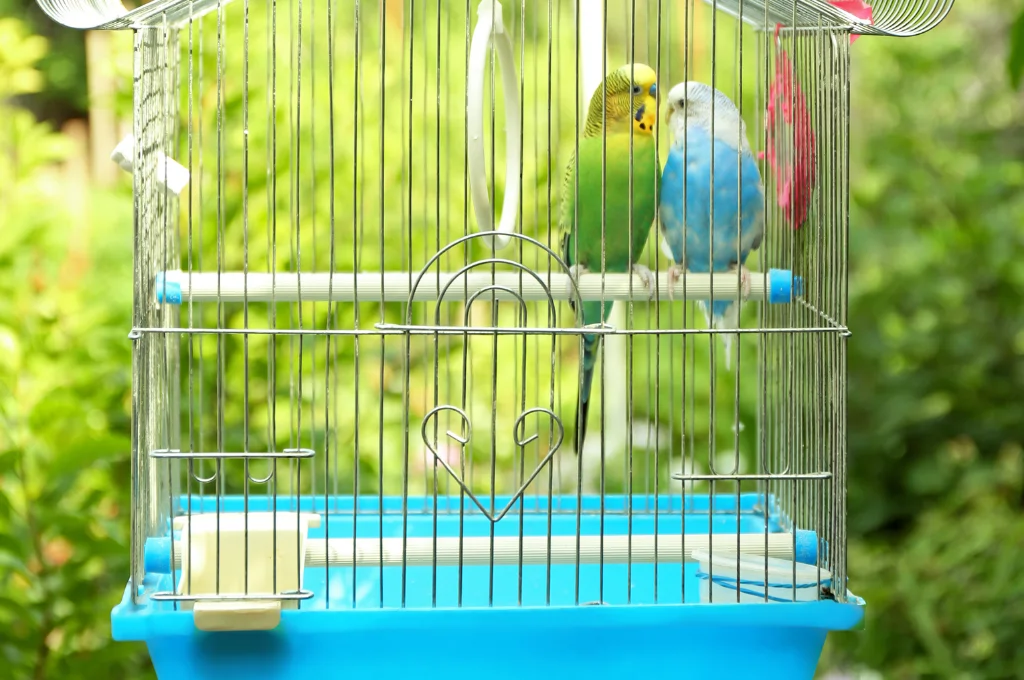 Budgie Cage