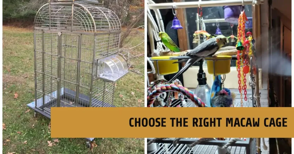 Choose the Right Macaw Cage