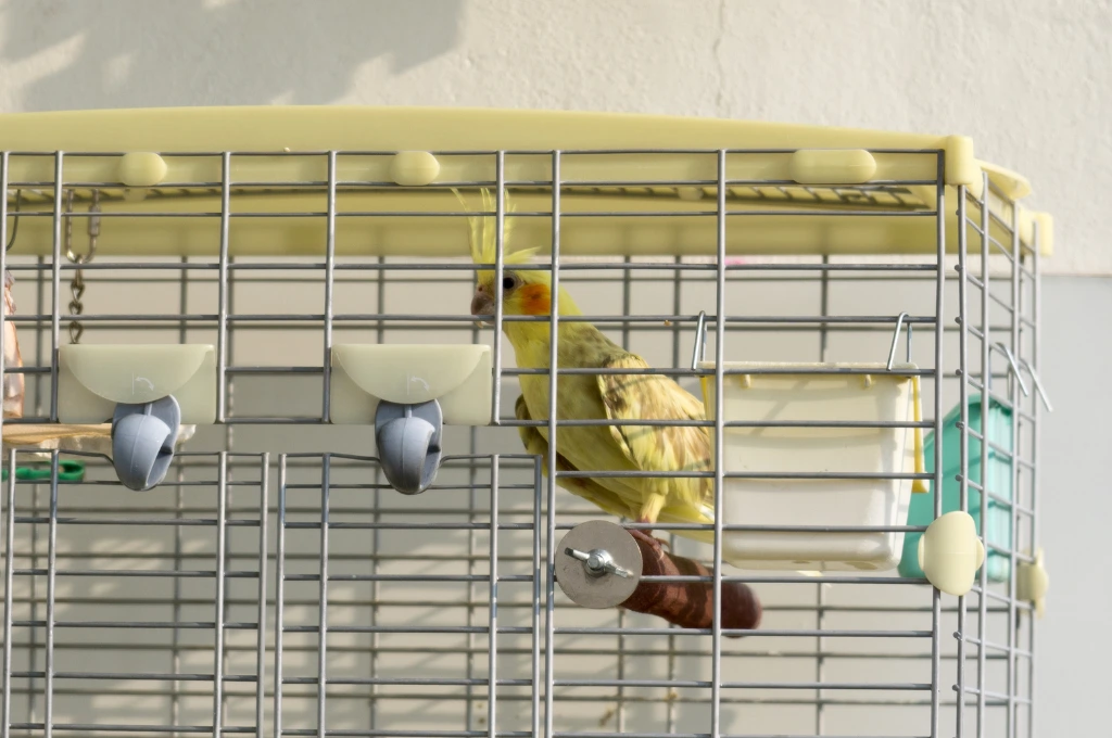 Cockatiel Cage