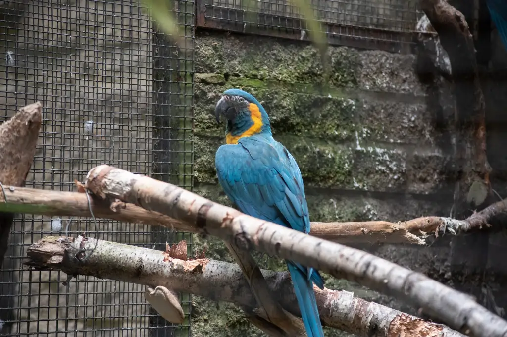 Large Macaw Cage Recommendations for Blue and Gold Macaws