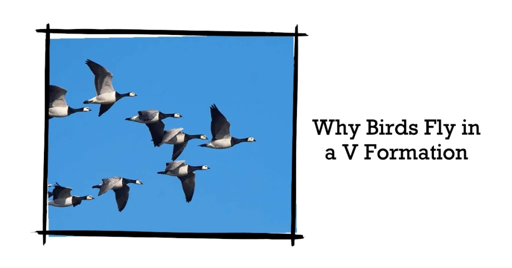 Why Birds Fly in a V Formation