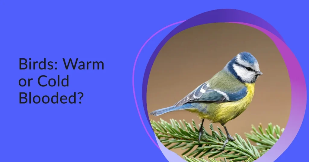 Are birds Cold Blooded or Birds Warm