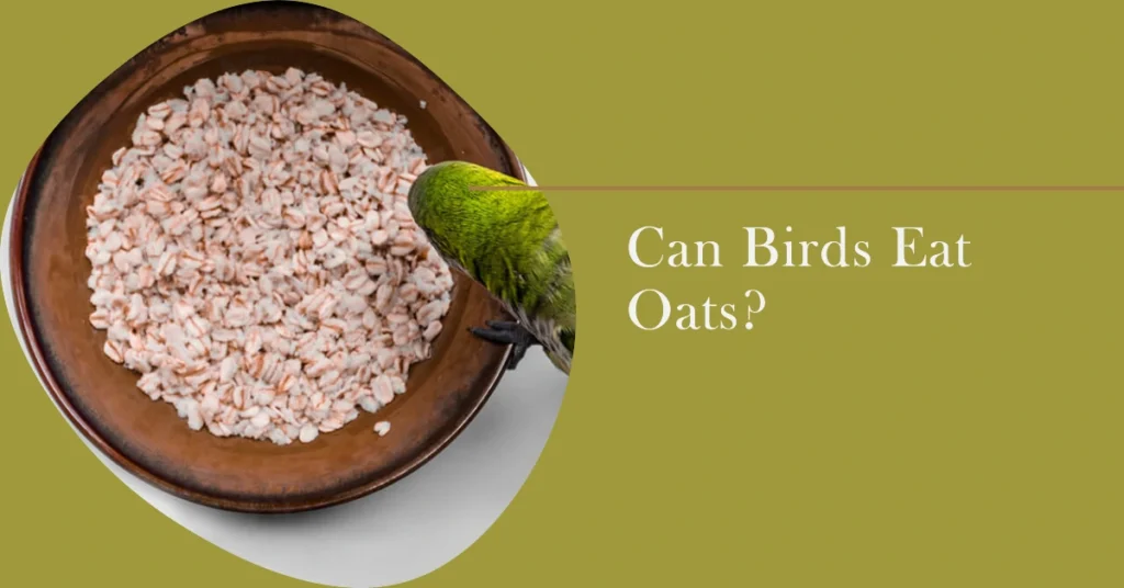 Can Birds Eat Oats