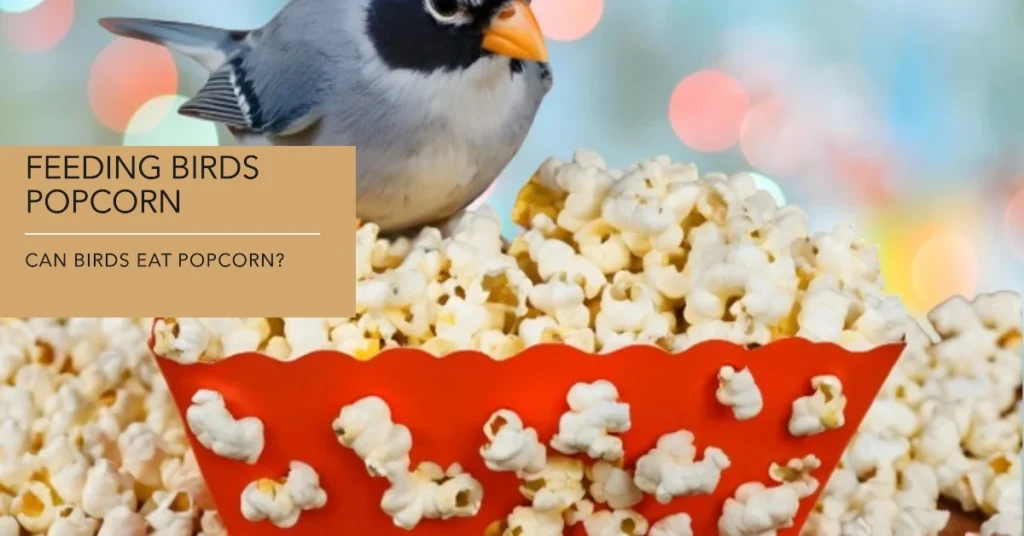 Can Birds Eat Popcorn