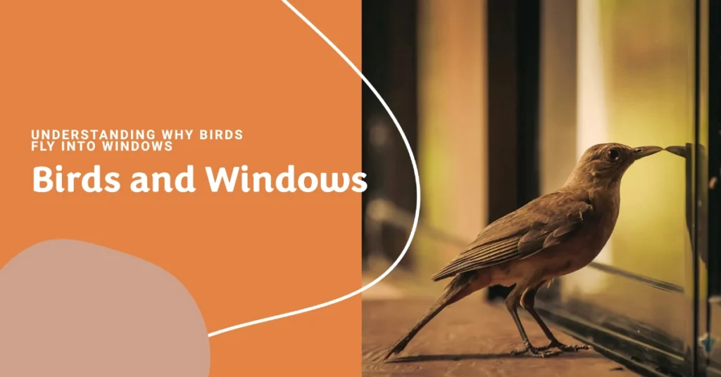 Can Birds See Glass Understanding Why Birds Fly Into Windows