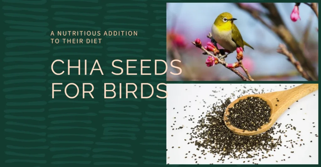 Chia Seeds for Birds