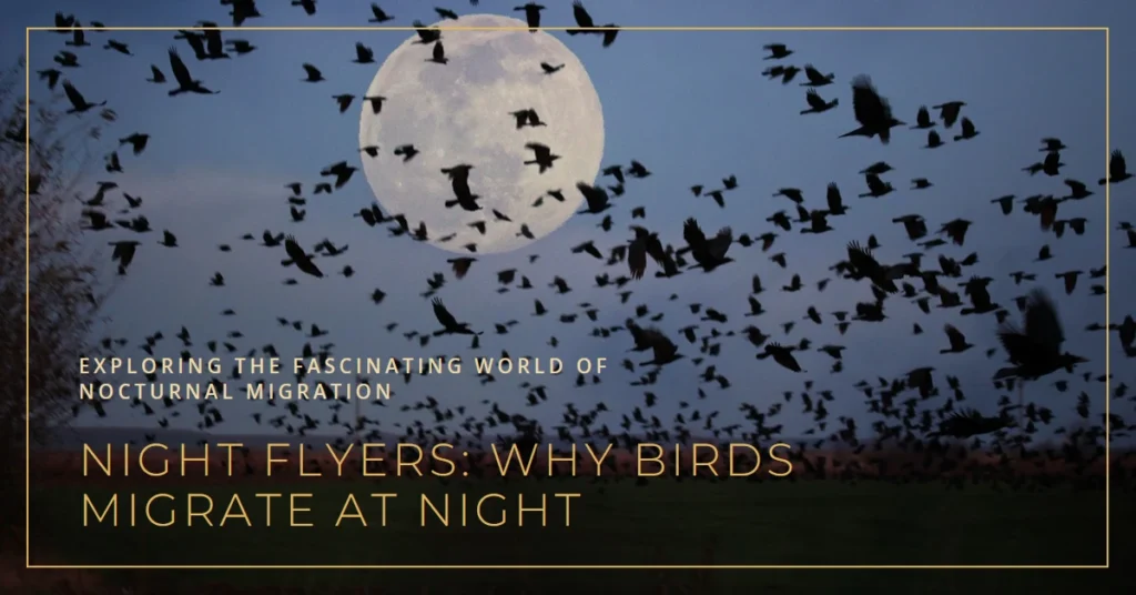 Do Birds Fly at Night Exploring Why Birds Migrate at Night