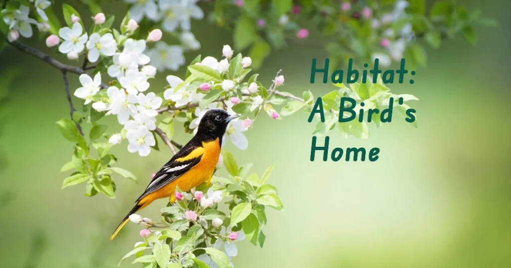 Habitat A Birds Home