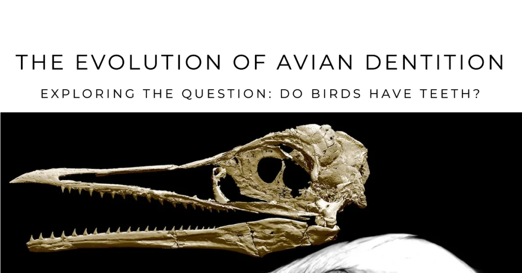 The Evolution of Avian Dentition 1