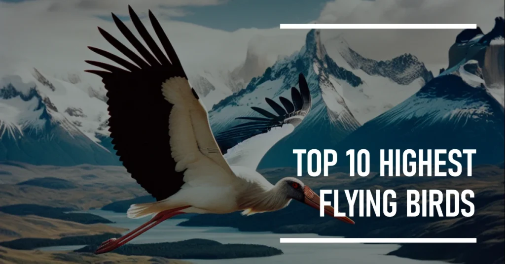 Top 10 Highest Flying Birds Which Bird Can Fly the Highest