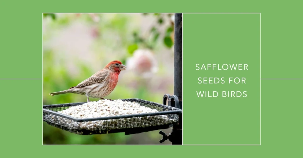 Birds Eat Safflower Seeds - Safflower Seeds for Wild Birds