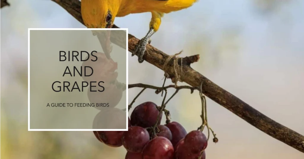 Can Birds Eat Grapes