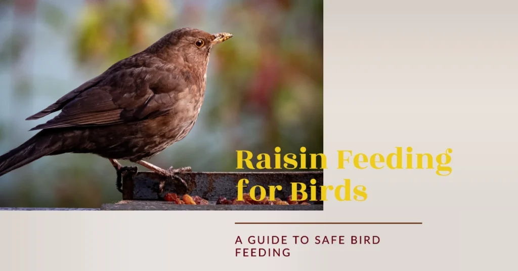 Can Birds Eat Raisins