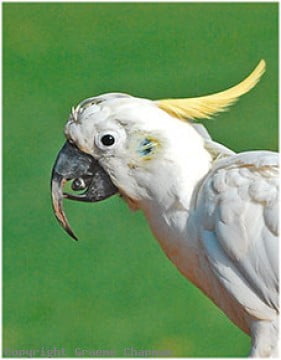 Cocky Bennett the Cockatoo