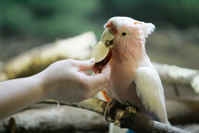 Cookie the Cockatoo