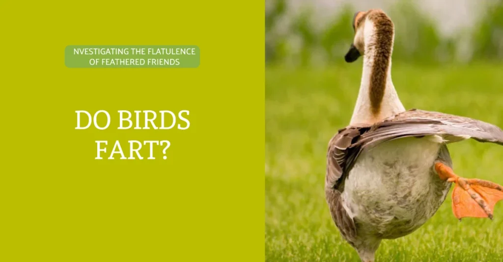 Do Birds Fart Investigating the Flatulence of Feathered Friends