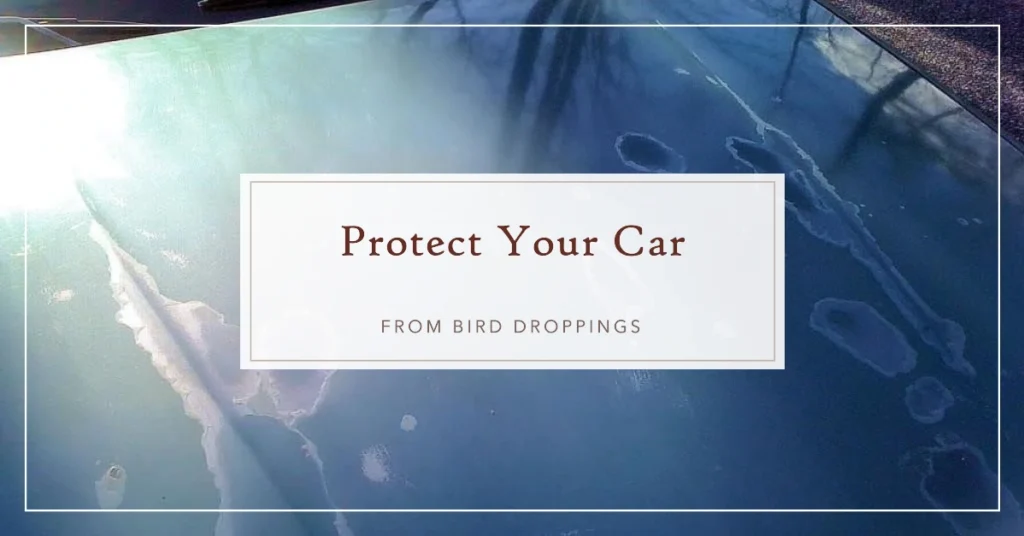 Does Bird Poop Ruin Car Paint