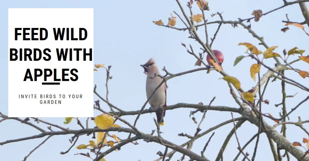 Feed Wild Birds by Apples - Wild Birds eat apples