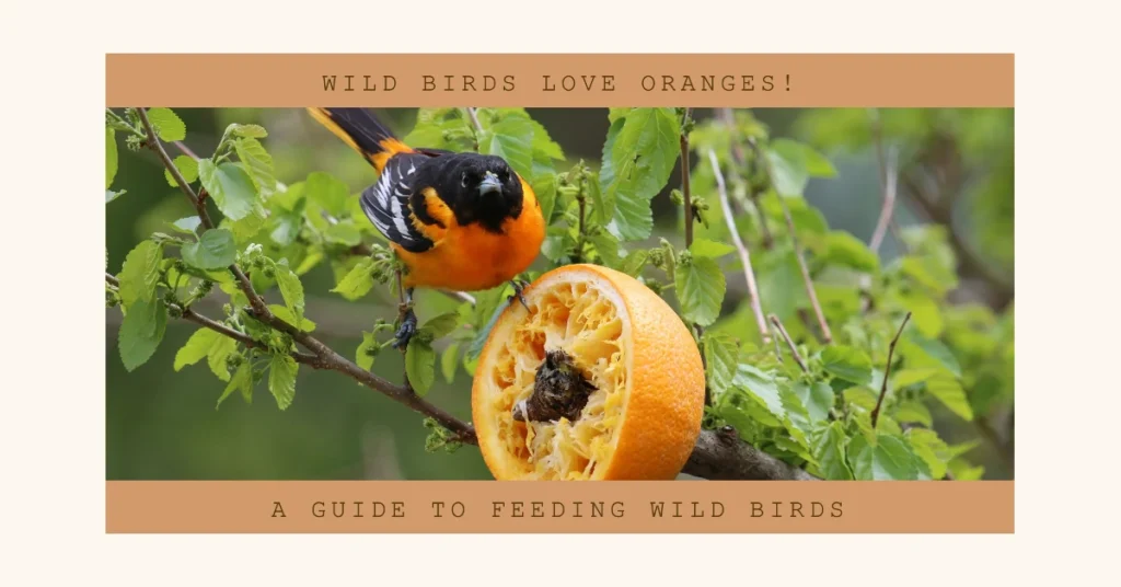 Guide to Wild Birds Eating Oranges from Feeders