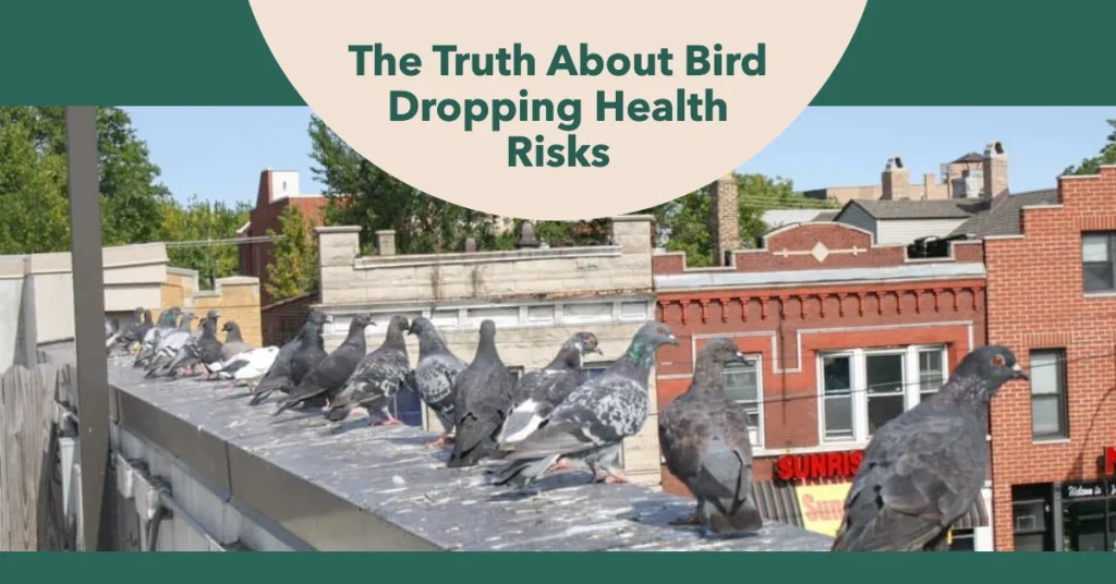 Is Bird Poop Toxic The Truth About Health Risks of Bird Droppings