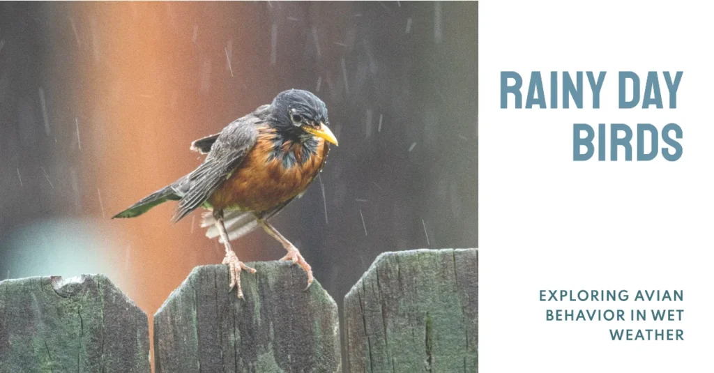 Rainy Day Birds-Where Birds Go When It Rains? Discovering Avian Behavior in Wet Weather