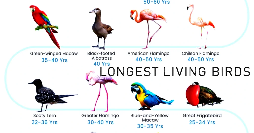 Top Longest Living Birds