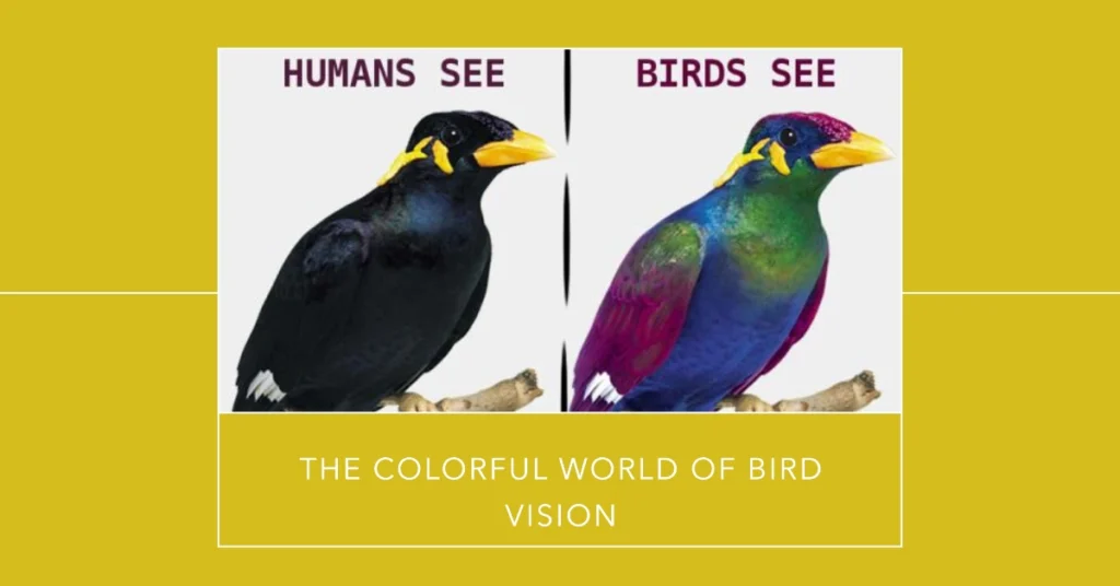 Unveiling the World of Avian Vision: How Birds See Color?