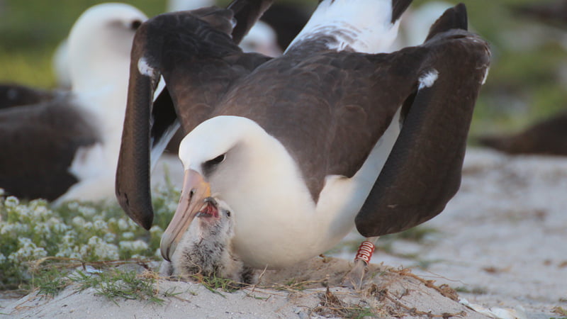 Wisdom the Laysan Albatross