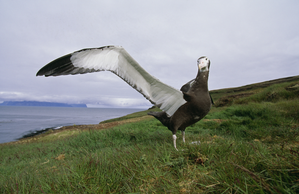 Wandering Albatross