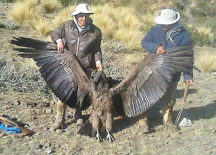  Andean Condor